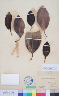 Specimen thumbnail